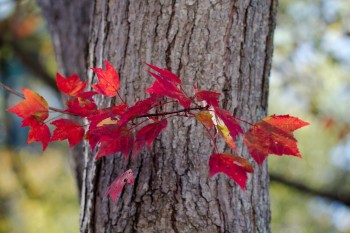 Maple Leaves in Fall Colors
