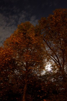 Trees By Moonlight