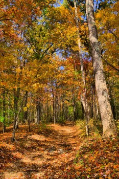 An Enchanted Wood