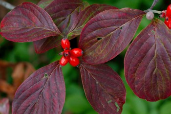 Cornus florida (Flowering Dogwood)