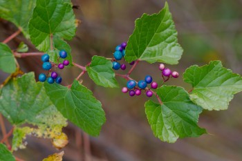 Ampelopsis brevipedunculata (Porcelain Berry)