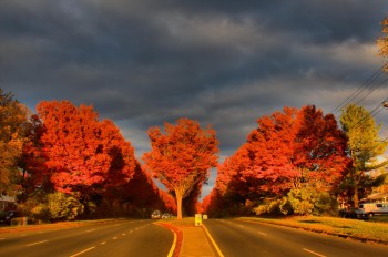 Zelkova Avenues on Norbeck Road