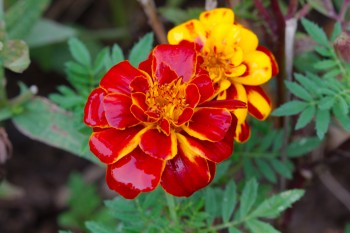 Marigold