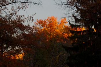 Evening Light in the Tops of the Trees