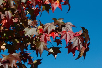 Liquidambar styraciflua (American Sweetgum)