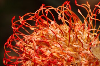 Leucospermum cordifolium (Pincushion Protea)