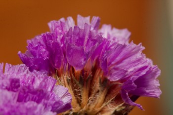 Limonium sinuatum (Statice)