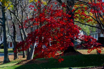 <em>Acer palmatum</em> (Japanese Maple)