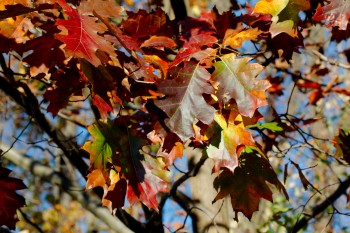 Brilliant Oak Leaves
