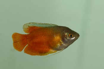 Red Dwarf Gourami (Trichogaster lalius)