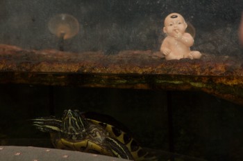 Baby's Great Turtle Adventure