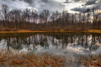 Pond Reflections