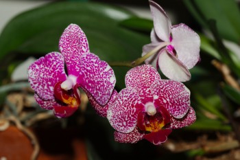 Phalaenopsis Orchids