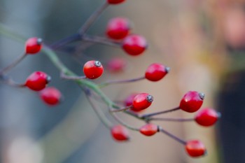 Rose Hips