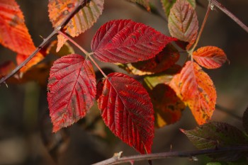 Bramble Leaves