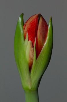 Amaryllis Bud