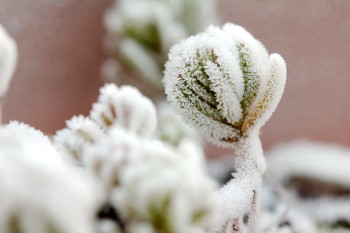 Frost on Sedum