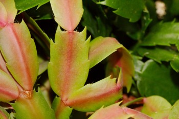 Thanksgiving Cactus