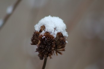 Snow on Monarda