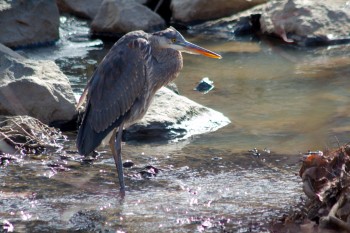 Great Blue Heron (Ardea herodias)