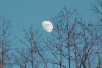 Moon Through The Trees