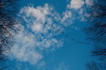 Geese Aloft