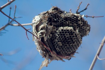 Wasp Nest