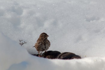 Song Sparrow