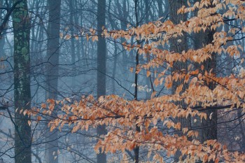 Fog In The Woods