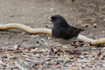 Dark-eyed Junco (Junco hyemalis)