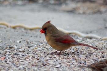 Female Cardinal (<em>Cardinalis cardinalis</em>)