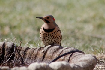 Northern Flicker (Colaptes auratus)