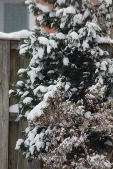 Californian incense-cedar (Calocedrus decurrens) in Snow