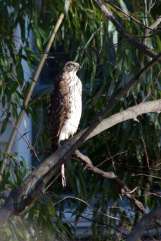 Sharp-shinned Hawk (Accipiter striatus)