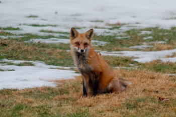 Red Fox (Vulpes vulpes)