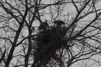 Bald Eagles On Their Nest