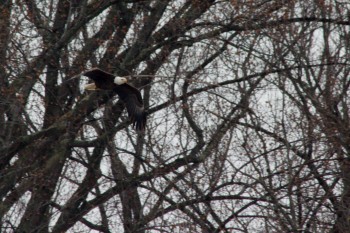 Bald Eagle in Flight