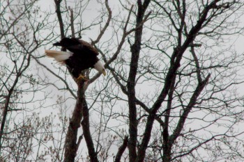 Bald Eagle