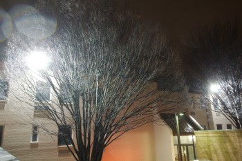 Raindrops On Tree Branches