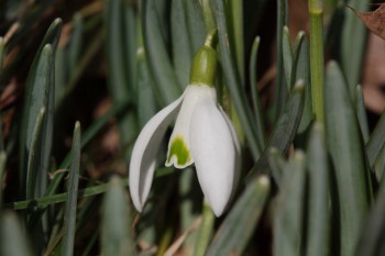 Snow Drops (Galanthus nivalis)