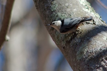 White-breasted Nuthatch (Sitta carolinensis)