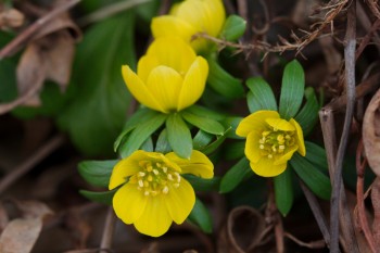 Eranthis hyemalis (Winter Aconite)