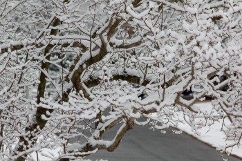 Light Snowfall