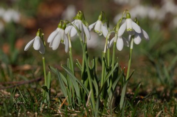 Snow Drops (Galanthus nivalis)