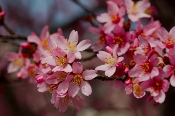 Cherry Blossoms