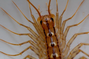 Scutigera coleoptrata (House Centipede)