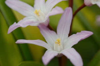 Chionodoxa forbesii ‘Pink Giant’