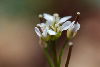 Cardamine hirsuta (Hairy bittercress)