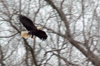 Bald Eagles (Haliaeetus leucocephalus)