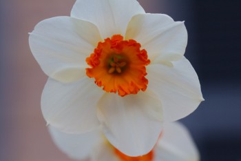 Daffodil